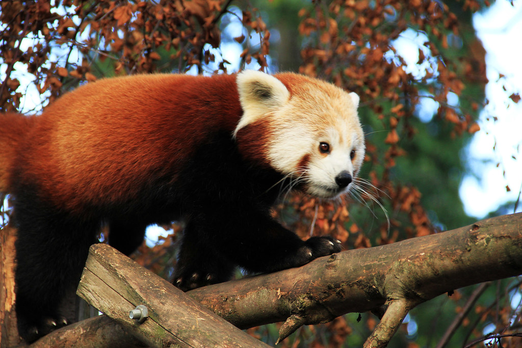 Red Panda | Red pandas have thick, dense fur and a long, bus… | Flickr