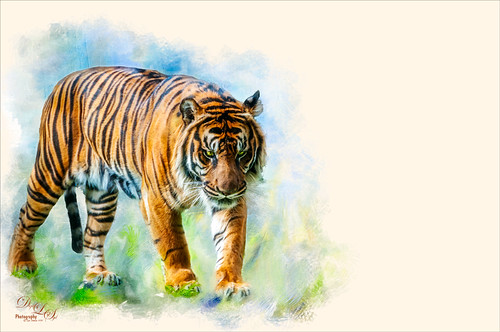 Image of a Malayan Tiger