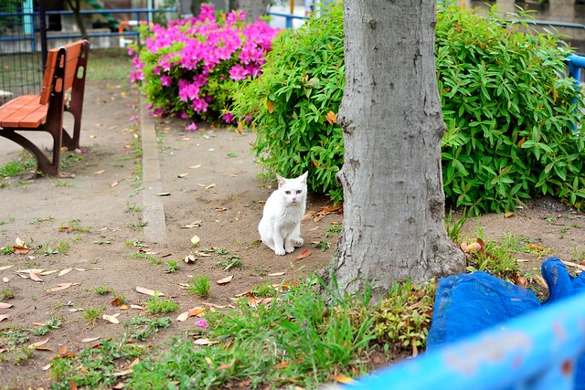 白ネコ