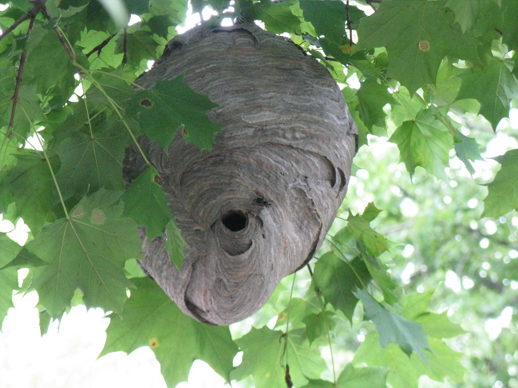 Single hornet nest