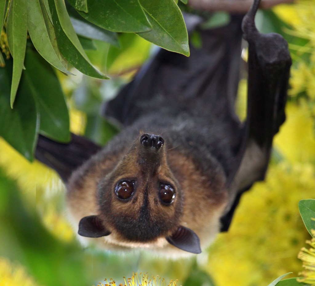 Image result for spectacled flying fox