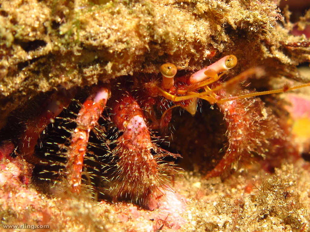 Red Hairy Hermit Crab 49