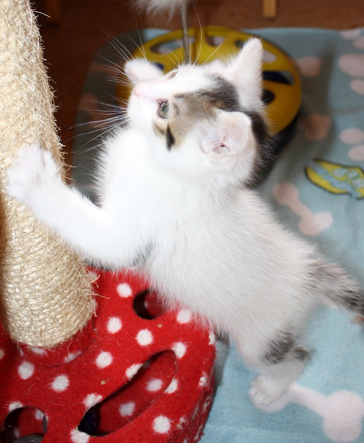 Tizni, gatito blanco con toques pardos guapísimo nacido en Marzo´16, en adopción. Valencia. ADOPTADO. 26764281002_95f01d8f54_z