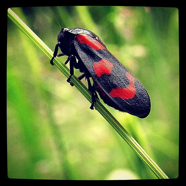 flying black bug with red stripes in florida