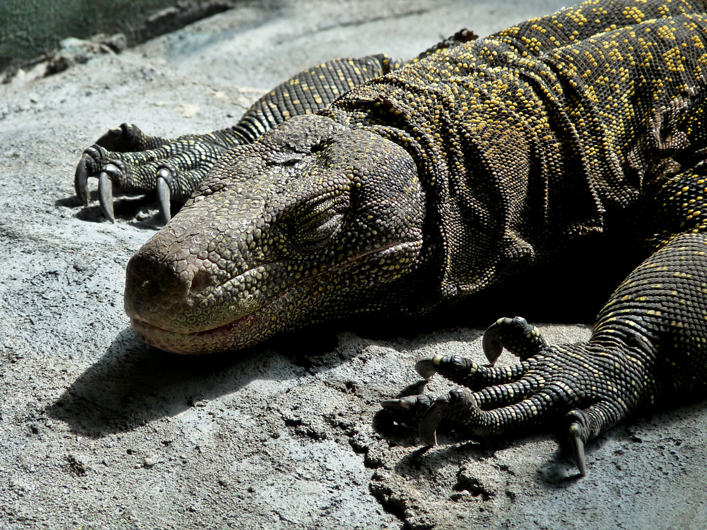 Crocodile Monitor Lizard | An image from my archives ...