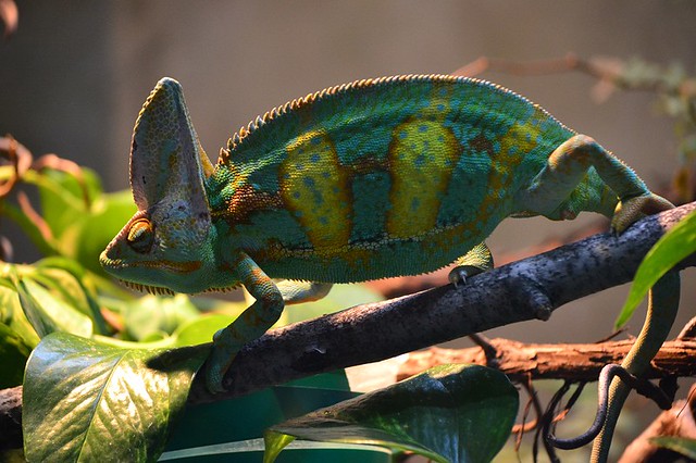chameleon color changing technology for cars 