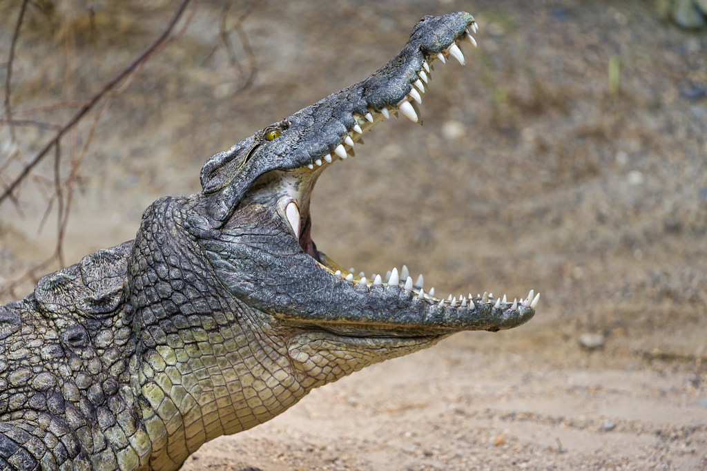Crocodile With Mouth Open 69