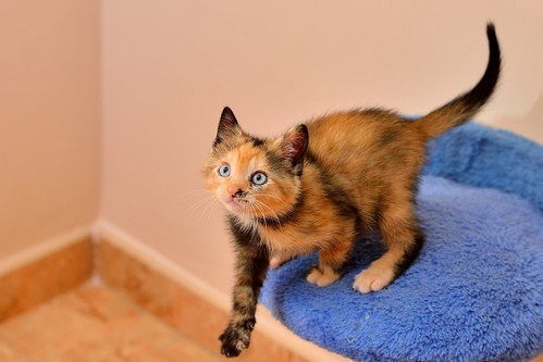 Delma, gatita carey de ojos azules, espectacular, nacida en Marzo´16, en adopción. Valencia. ADOPTADA. 26790122011_c0e9319f62