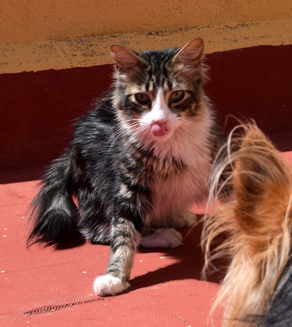 Peter, precioso y buenísimo gatito cruce con Bosque de Noruega esterilizado, nacido en Junio´15, en adopción. Valencia. ADOPTADO.  27742231372_f19dedd854_z
