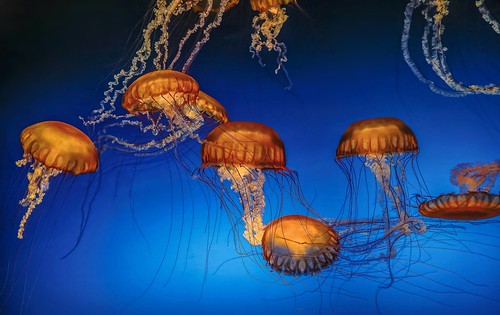 Orange Bell Jellyfish