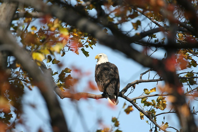 Eagles abound at Westmoreland State Park. Not much help needed to ID this one at the BioBlitz.
