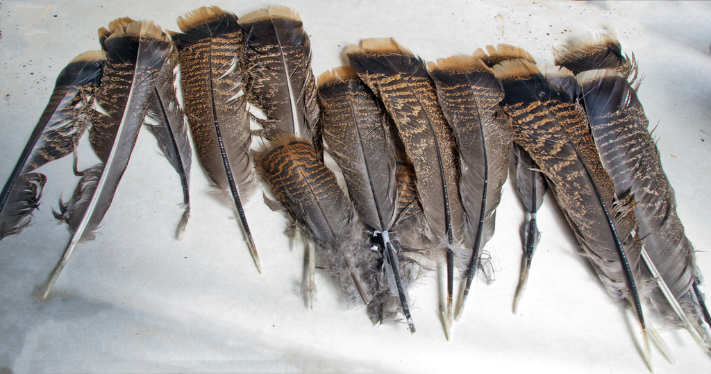 _KEO7078 Turkey Tail Feathers | Final ID: Tom turkey feather… | Flickr