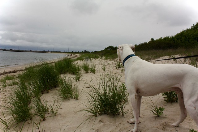 Everyday should be a beach day, even with cloudy skies at Kiptopeke State Park, Virginia