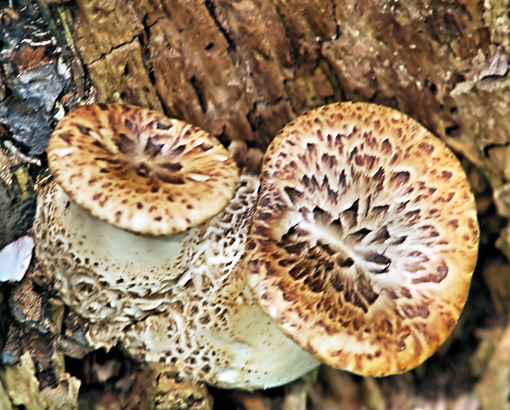Young Pheasant's back mushroom | Young Polyporus squamosus ...