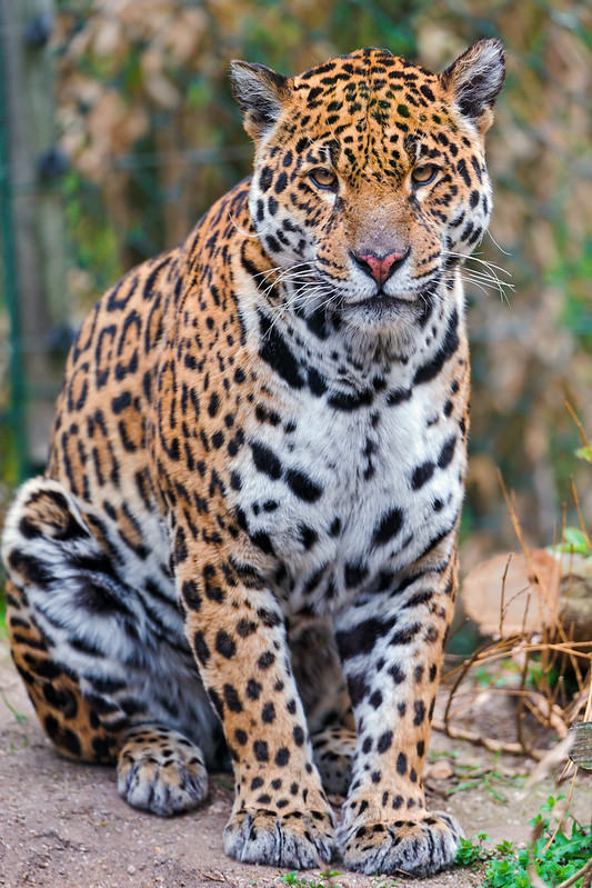 Sitting and posing mother jaguar