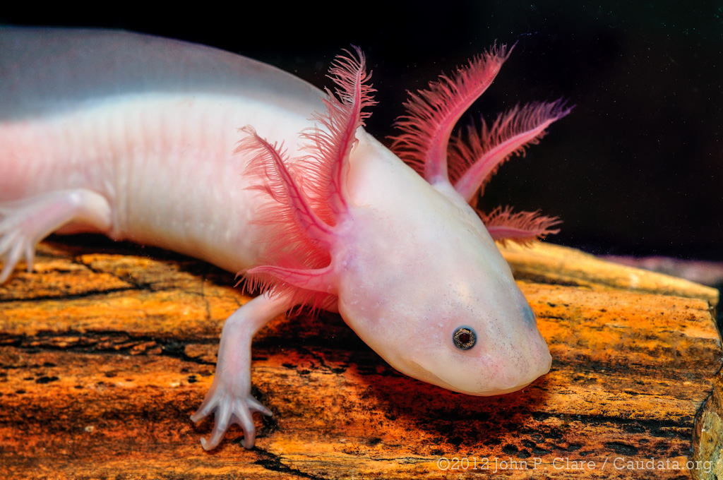 real life axolotl colors