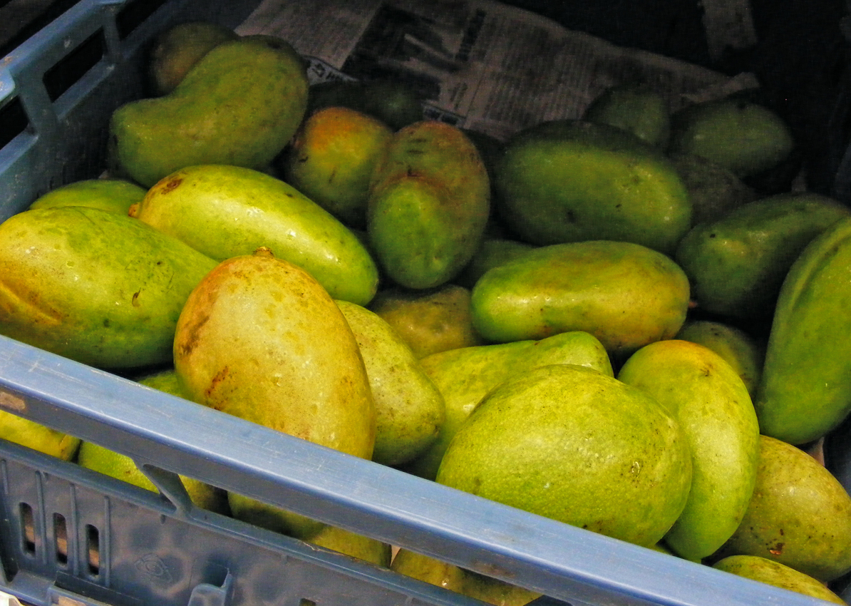 Beringstraat Gezond eten Af en toe Groene mango | Aziatische-ingrediënten.nl