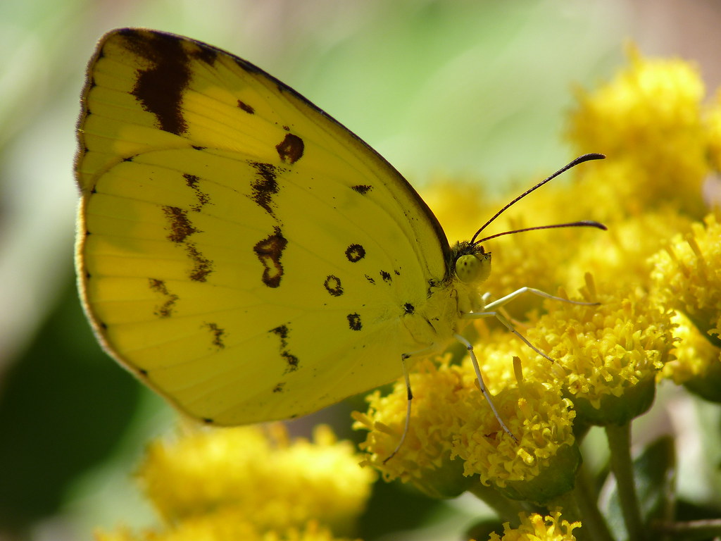 Желто зеленая бабочка. Жёлтая бабочка. Ярко желтая бабочка. Баба в желтом. Бабочки желтого цвета.