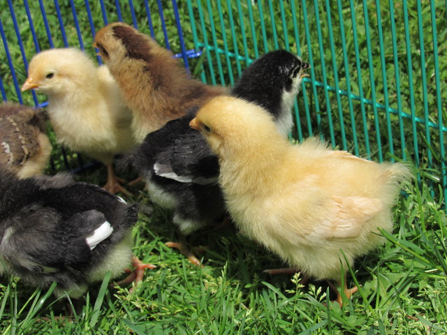 Group Photo of New Chicks