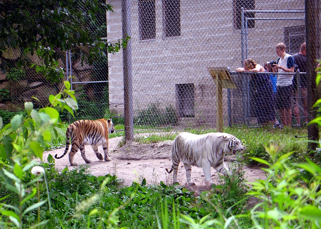 southwick zoo animals The way i see it…: southwick's zoo