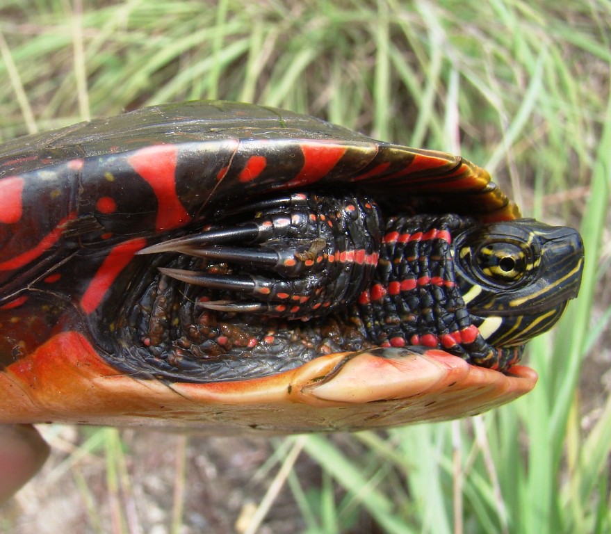 Painted turtle claws Male painted turtles (Chrysemys