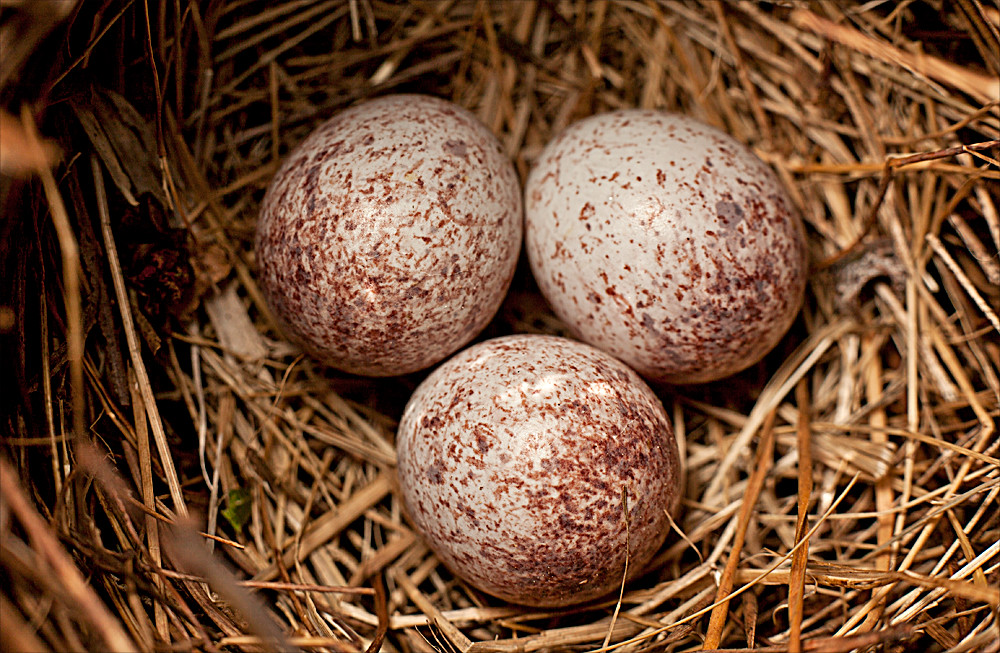 Cardinal Eggs I believe these are cardinal eggs, i am