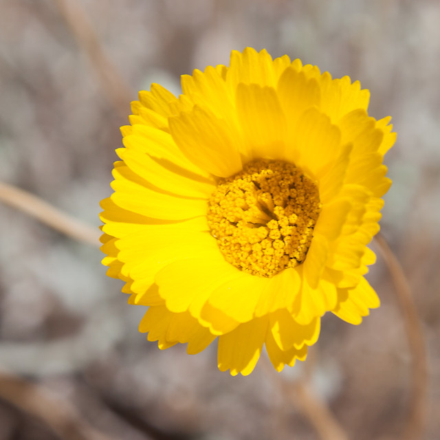 nevada-flowers-2-flickr-photo-sharing