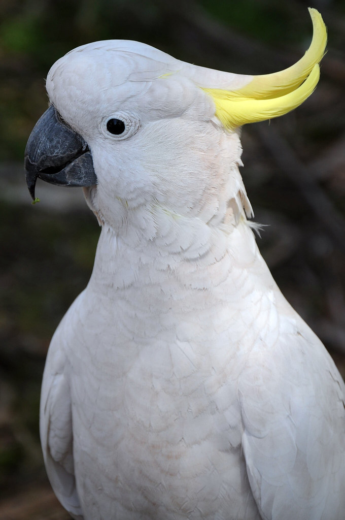 Australian White Cocktail Parrot | A cockatoo is any of the … | Flickr
