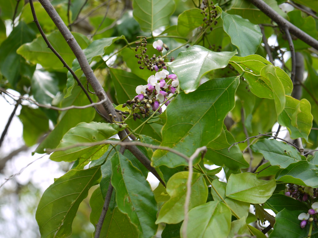 karanja-bengali-fabaceae-pea-or-legume-family-flickr