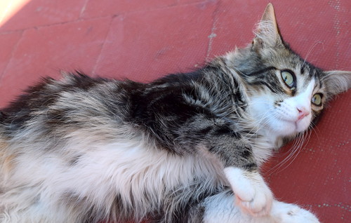 Peter, precioso y buenísimo gatito cruce con Bosque de Noruega esterilizado, nacido en Junio´15, en adopción. Valencia. ADOPTADO.  27742229782_0f53fd1bfe