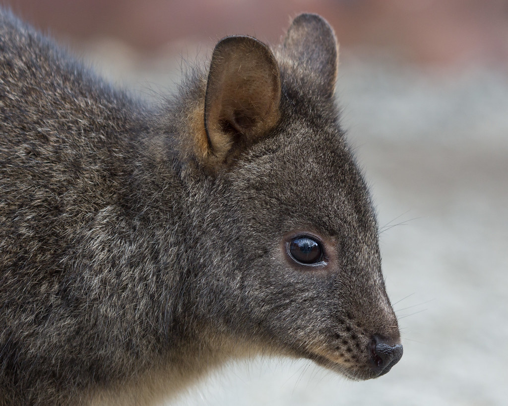 Tasmanian pademelon | The Tasmanian pademelon or rufous wall… | Flickr