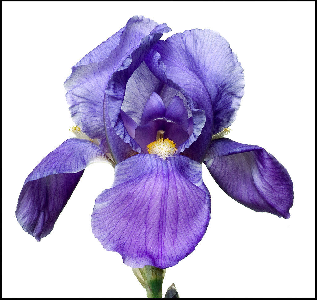 Blue Iris 112