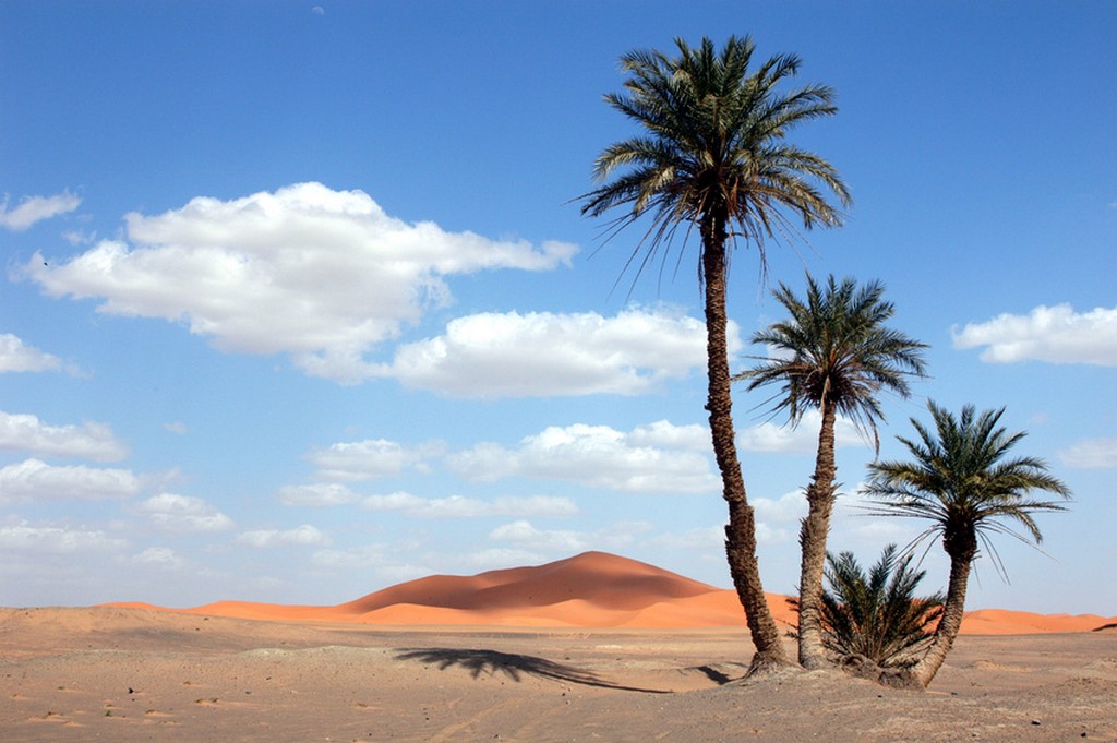 palm trees in the sahara desert  Palm trees in the Sahara D…  Flickr