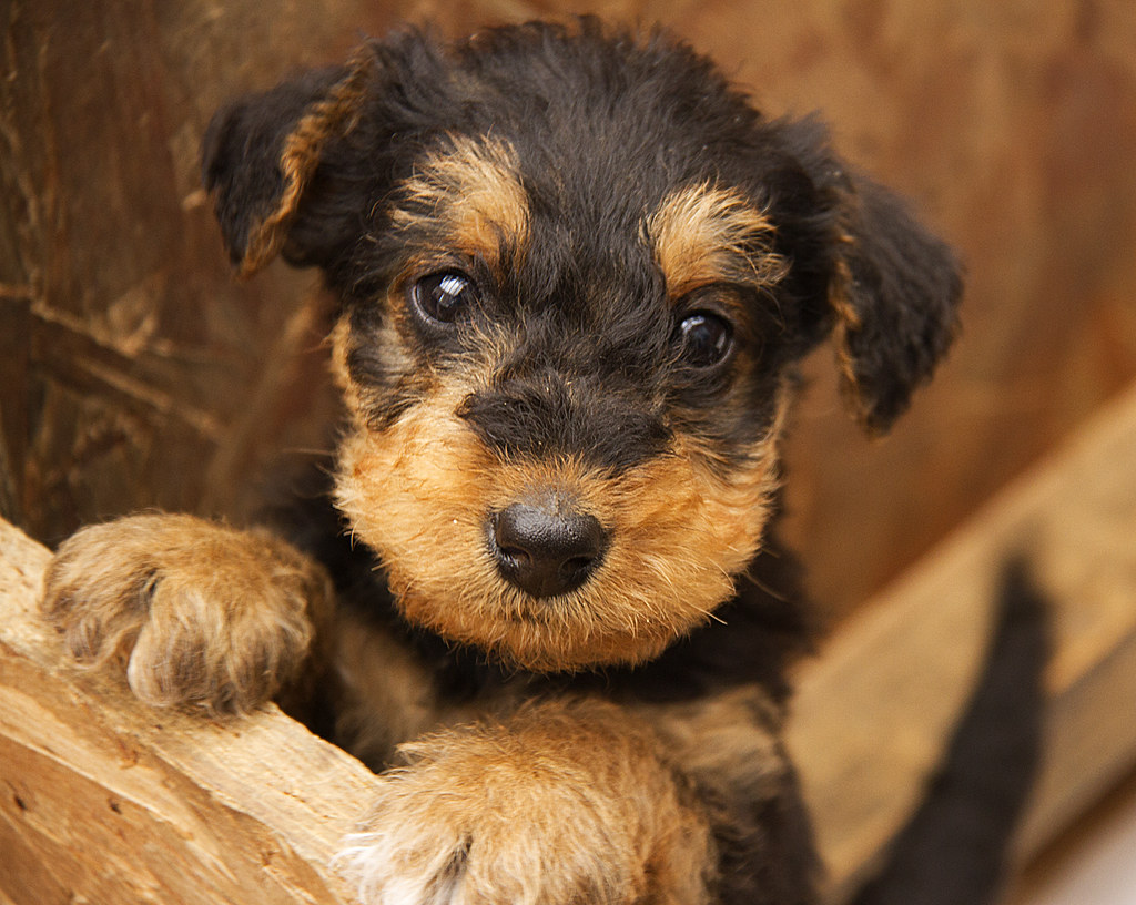 Pups | Airedale Terrier pups at 6 weeks old. | Marilyn ...
