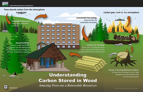 Understanding Carbon Stored in Wood infographic