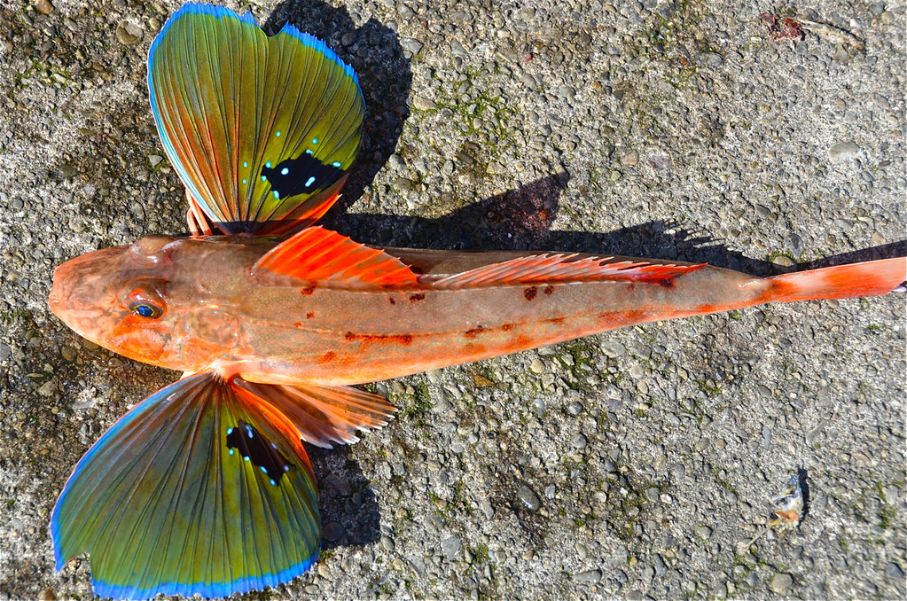 Sea Robin | Gurnards are also called Sea Robins, are bottom-… | Flickr