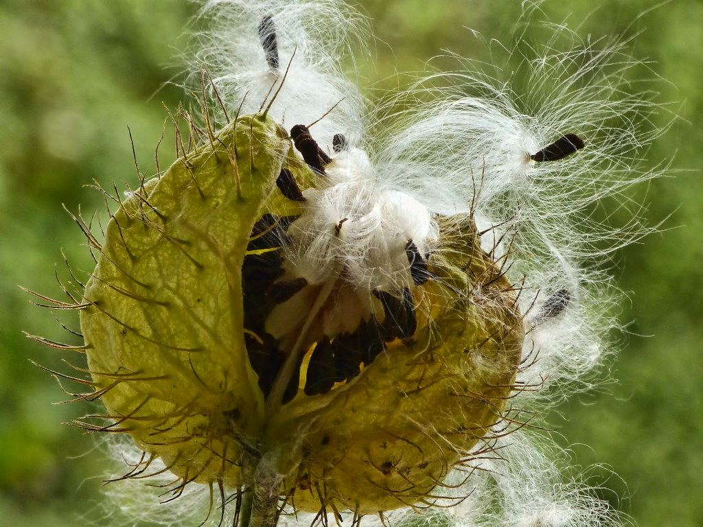 Blowing in the Wind... - Swan Plant seed dispersal - Flickr