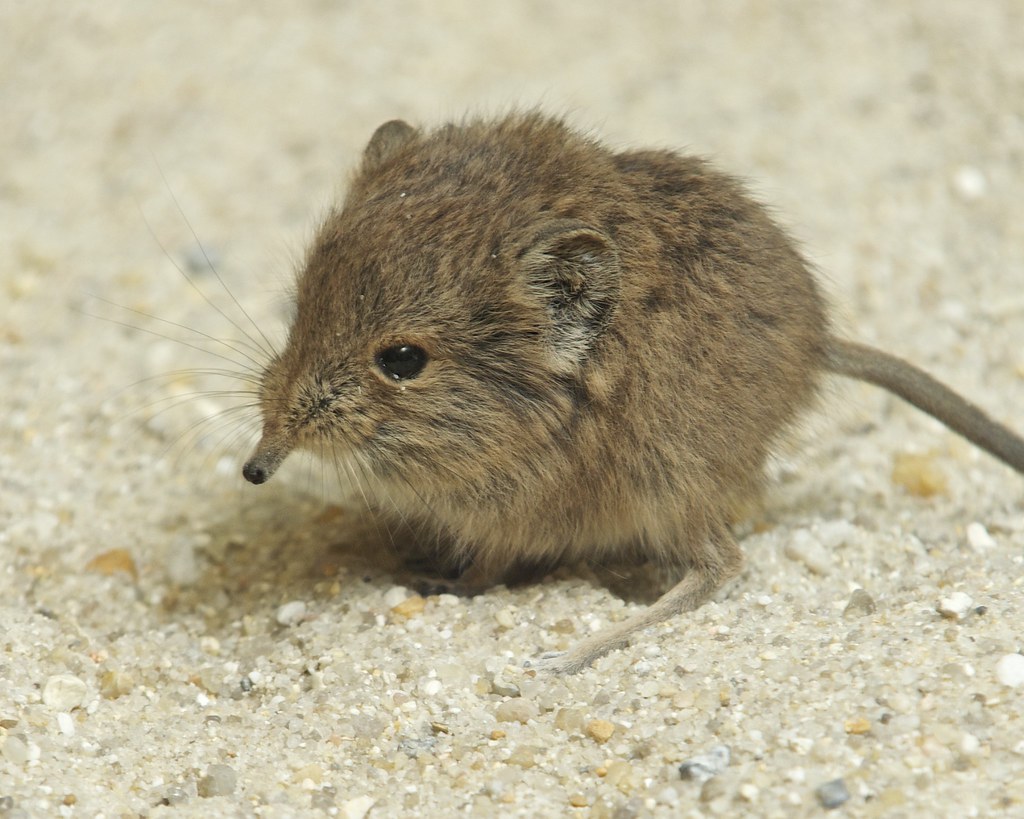 Smithsonian's National Zoo Short-Eared Elephant Shrew | Flickr