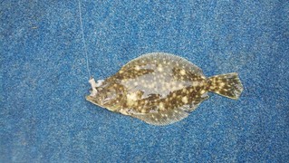 Small example of a flounder