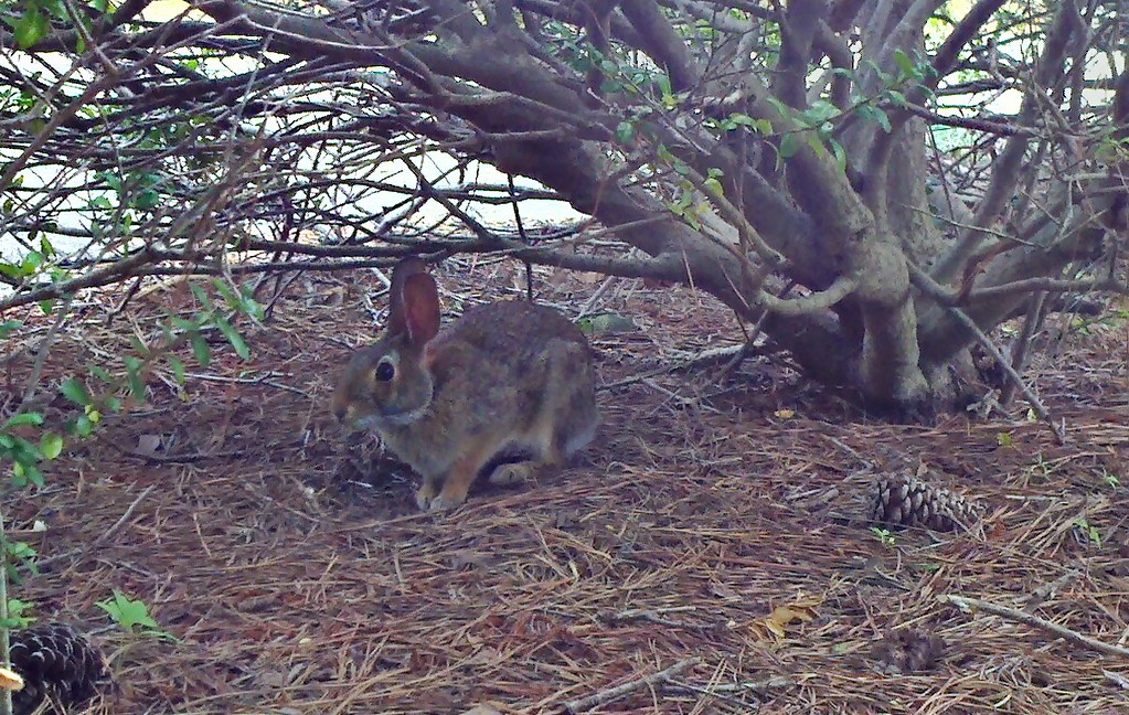 Rabbit Backyard Estates Cary NC 19-30_HDR  bobistraveling 