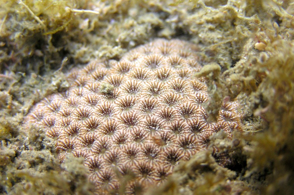 福爾摩沙偽絲珊瑚群體（莊曜陽攝）