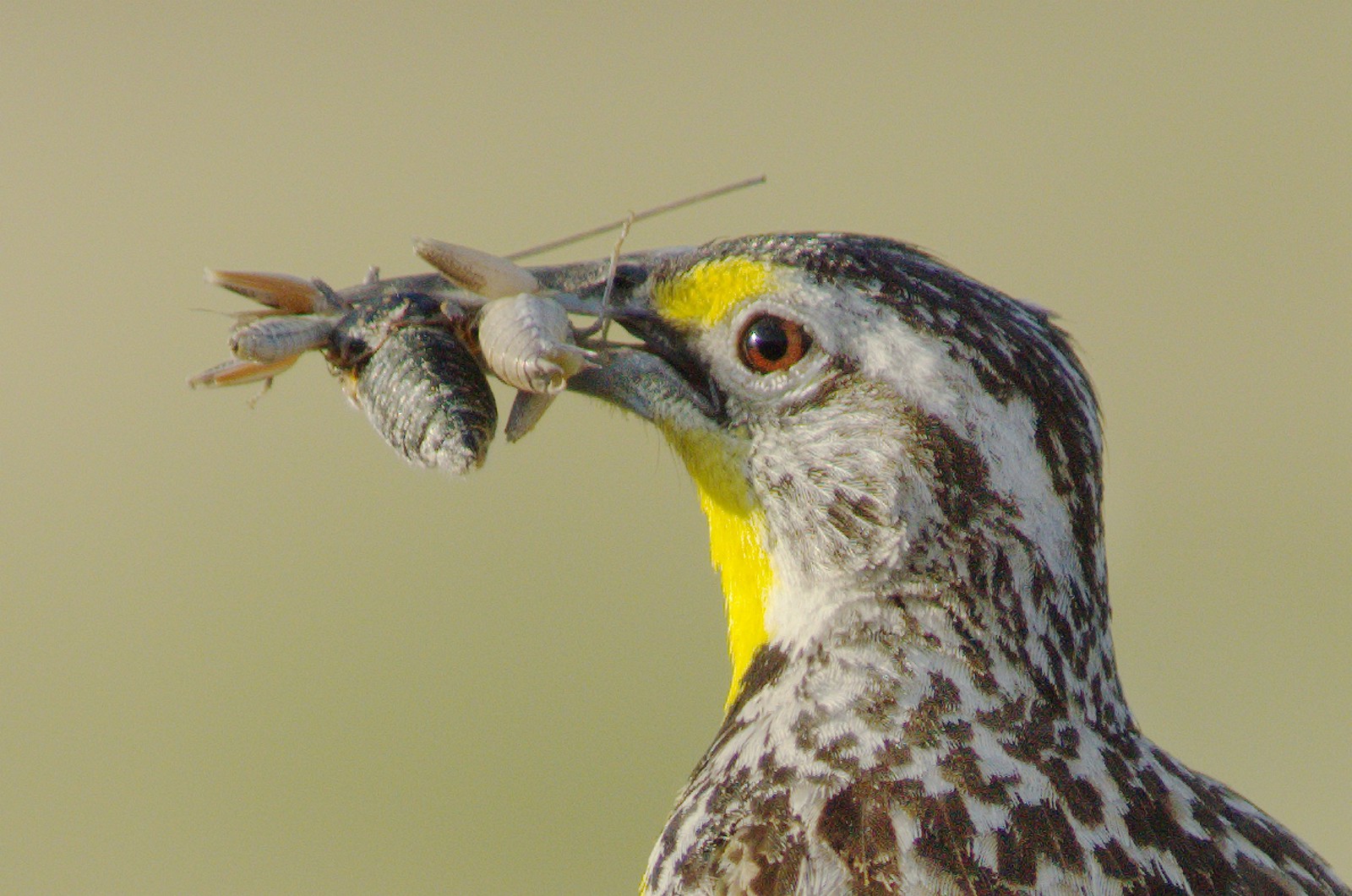 Western Meadowlark (Sturnella neglecta) with prey DDZ_2247b | by NDomer73