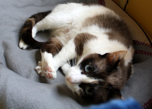 Ummi, gata Siamesa tricolor muy dulce y juguetona tímida nacida en 2013, en adopción. Valencia. ADOPTADA. 27299992662_7a78fc8b89