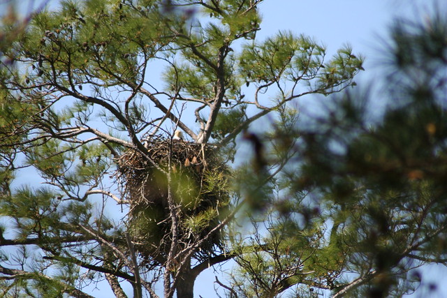You may need eagle eyes to spot this nest high up in a tree at Belle Isle State Park, Virginia