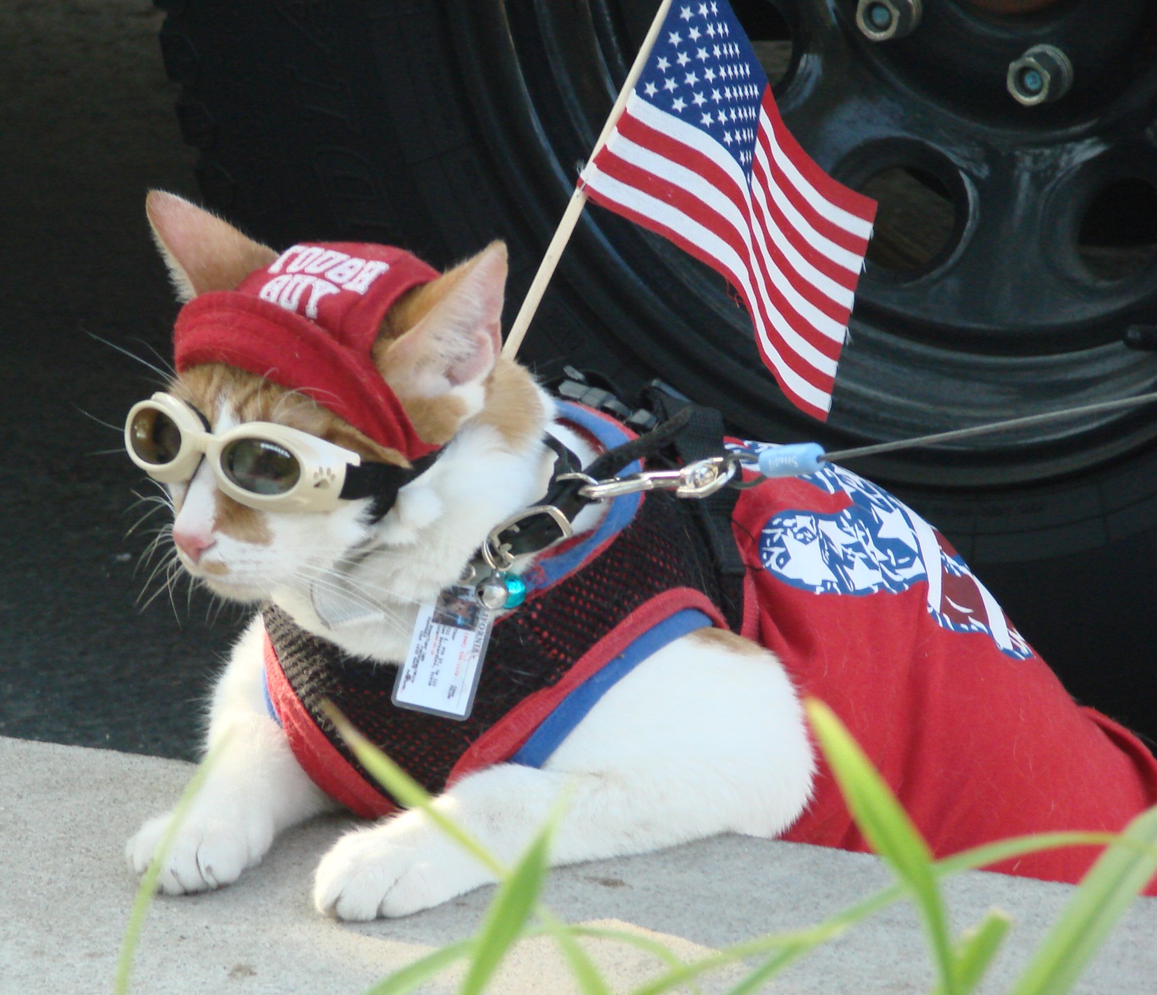 Image result for patriot cat