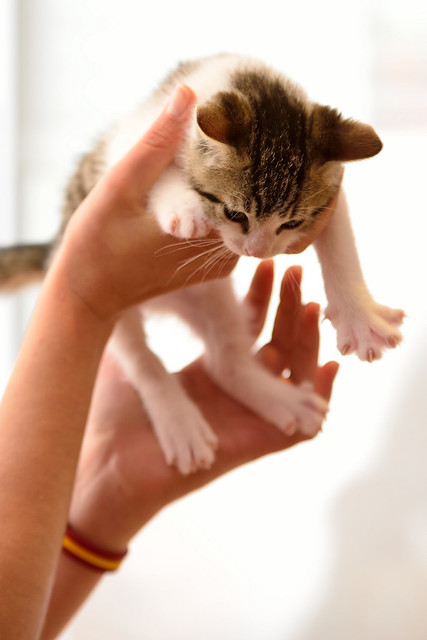 Denver, gatito blanquipardo monísimo y juguetón, nacido en Marzo´16, en adopción. Valencia. ADOPTADO. 26857743875_3c1bf10883_z