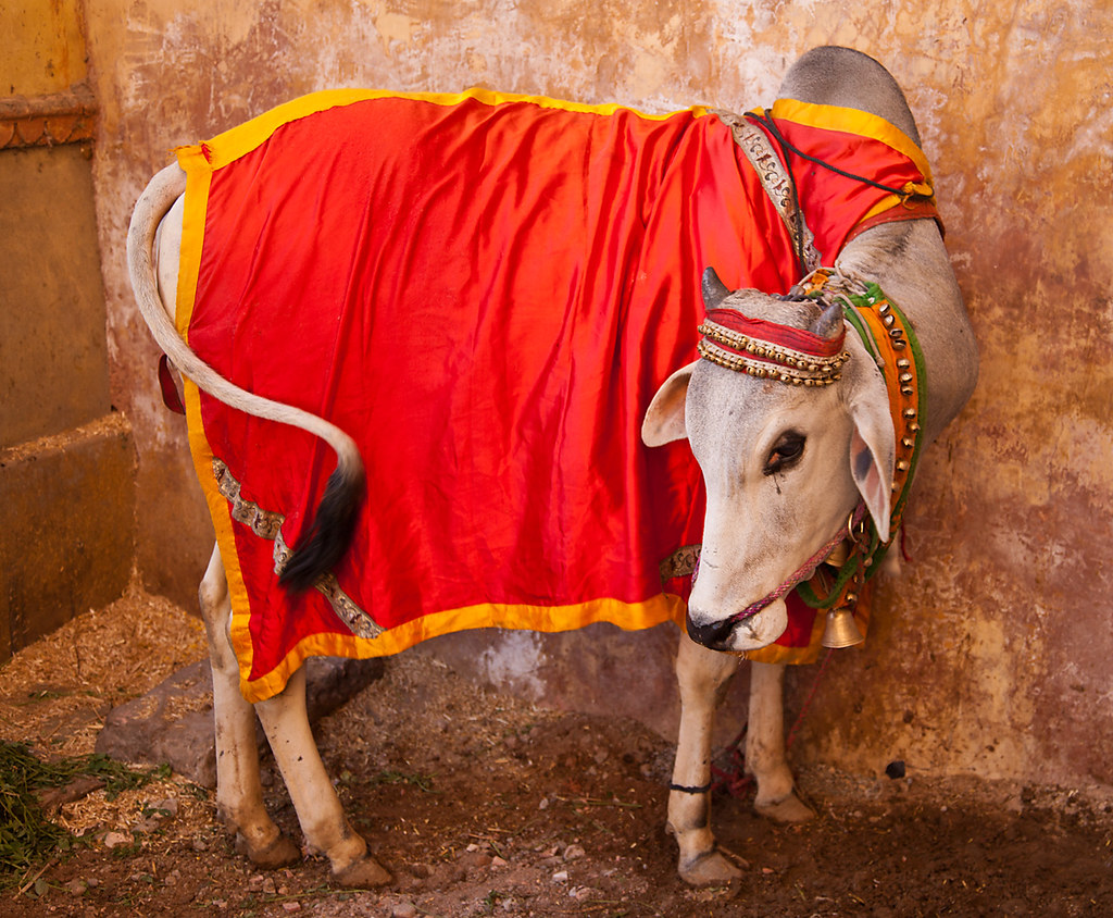 sacred cow india