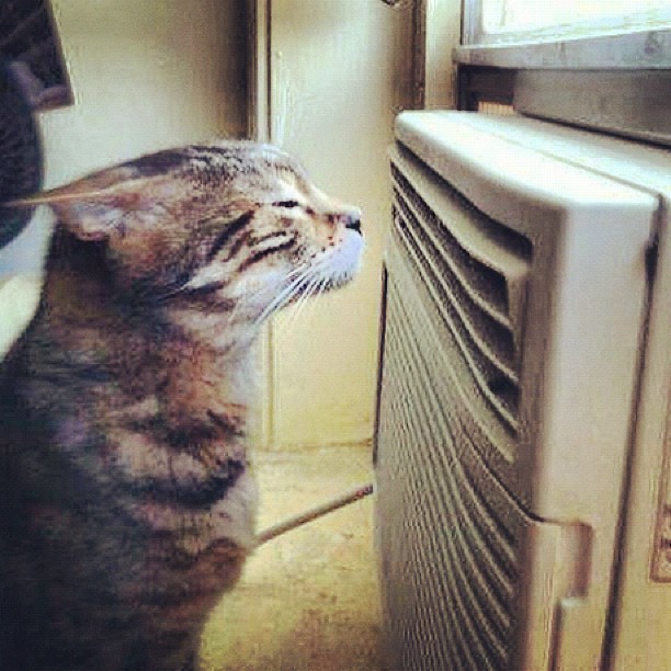  Hot cat  airconditioning Sacha Milovan Flickr