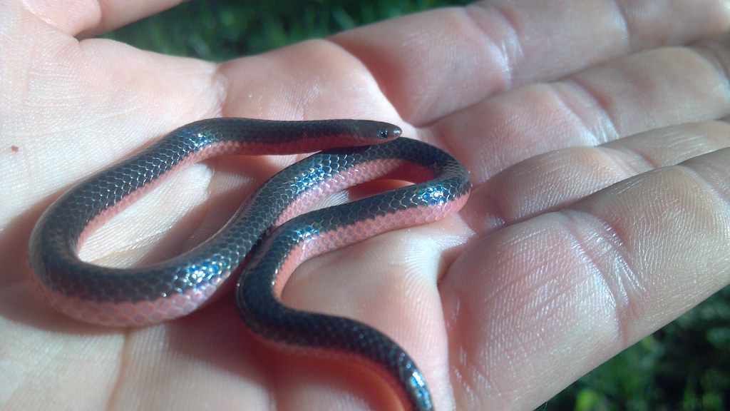 Western Worm Snake | Its diet consists of mainly earth worms… | Flickr