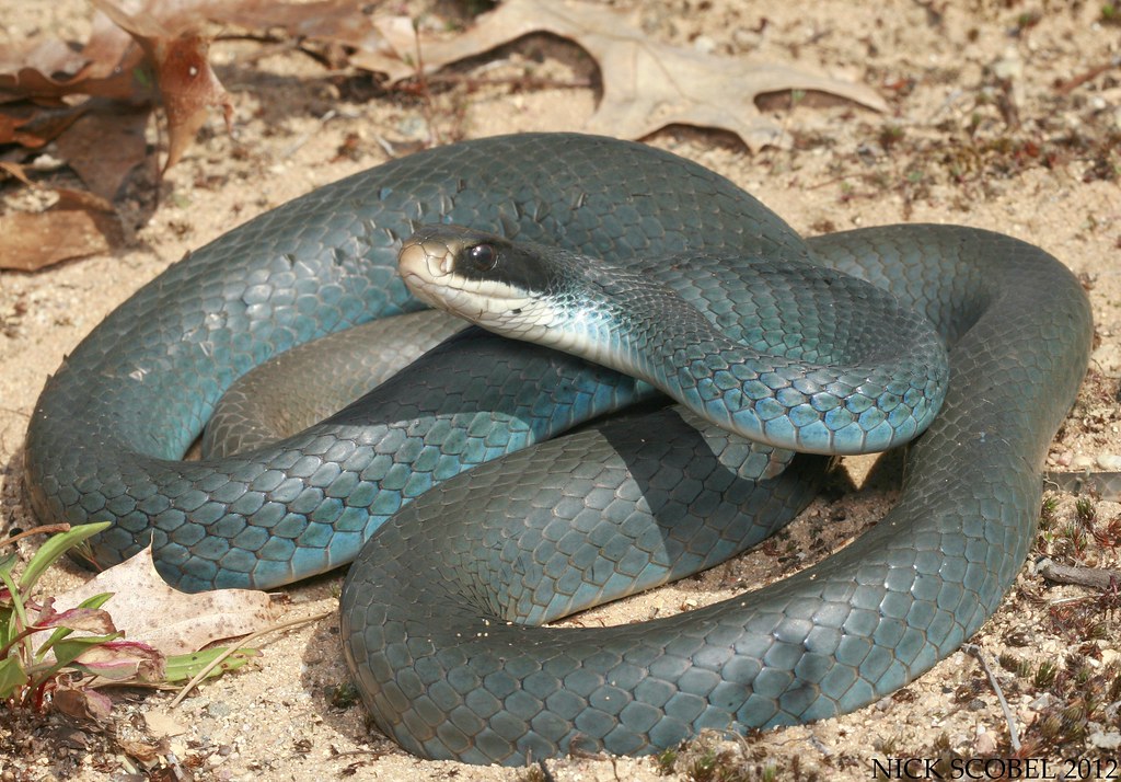coluber constrictor foxii diet